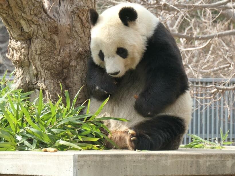 神戸市立王子動物園のタンタン＝2月2日　（撮影／中川美帆）