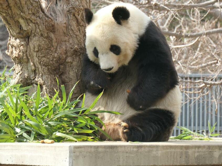 神戸市立王子動物園のタンタン=2月2日 (撮影/中川美帆)