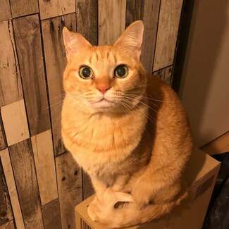 15歳の茶トラ愛猫の看取りと旅立ち 「ここにおるよー」瀕死の借りぐらし猫が喪失感を埋めた