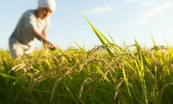 「米を増産せよ」の大号令に「今さら無理」と農家の怒り 9割が「経営が苦しい」崖っぷちの事情