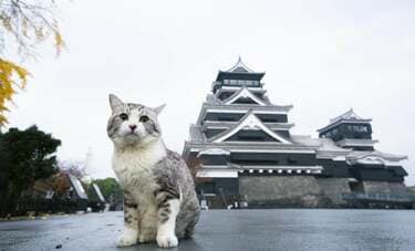 旅猫ニャン吉、熊本城へ行く　復旧中の“最強の城”と交わしたテレパシーとは