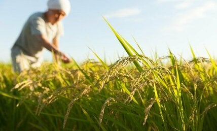 ｢米を増産せよ｣の大号令に｢今さら無理｣と農家の怒り   9割が「経営が苦しい」崖っぷちの事情