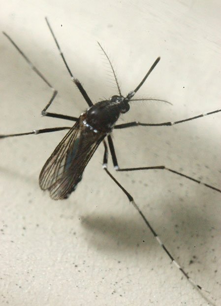 ヒトスジシマカが活動するのは主に５月中旬～１０月下旬。ウイルスを持つ人の血を吸った蚊が、別の人を刺すことで感染が広がる　（ｃ）朝日新聞社