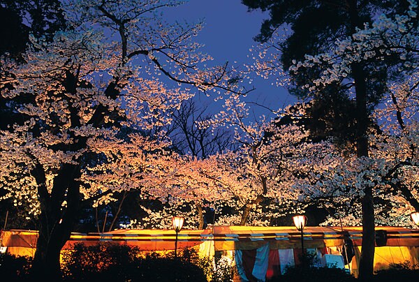 ライトアップ時の夜桜。兼六園の夜の顔を見ることができる貴重な機会。　　　写真提供：石川県