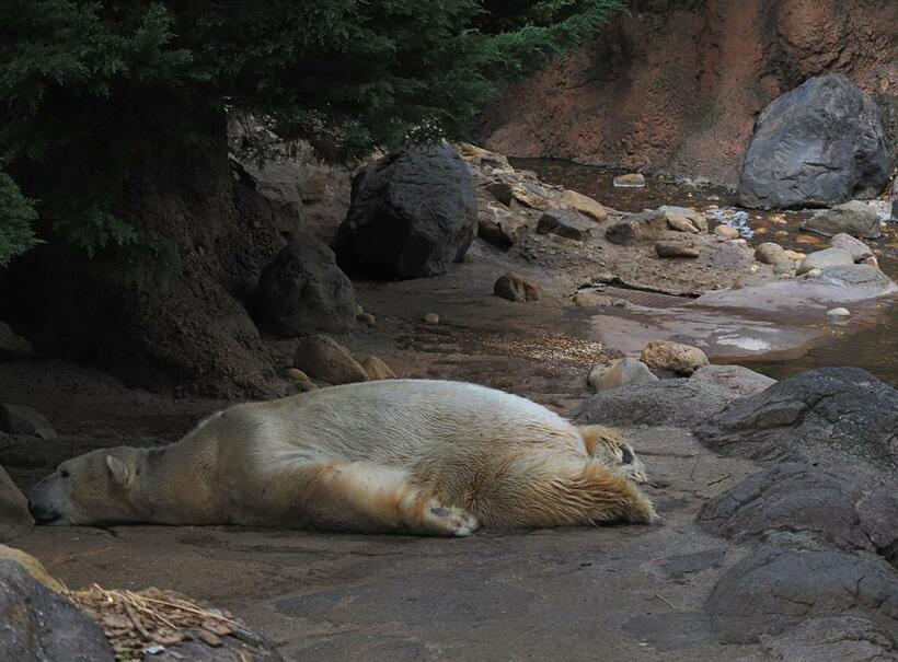 ホッキョクグマ
陸上最大の肉食動物で、絶滅危惧種でもある。ぺたっと床に腹ばいになるポーズは、岩合さん曰く「心地よくて楽な寝方」とのこと。　（ｃ）Ｍｉｔｓｕａｋｉ　Ｉｗａｇｏ