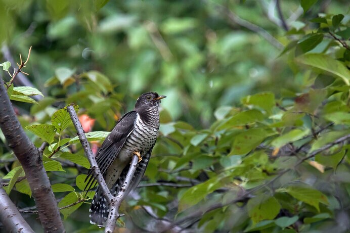 夏の夜更けに鳴くとされる鳥、ホトトギス