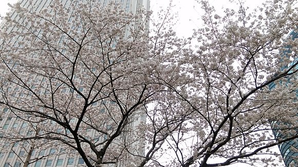 29日（日）東京・豊島区内の桜　筆者撮影