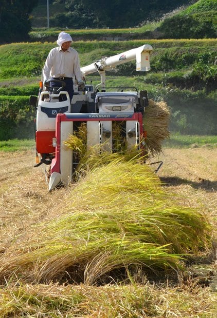 コシヒカリを収穫する新潟県の農家　（c）朝日新聞社　＠＠写禁