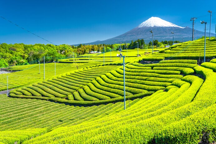 《静岡県》富士山と茶畑の風景