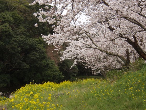 気晴らしに桜を見に連れ出したときも…（※イメージ）