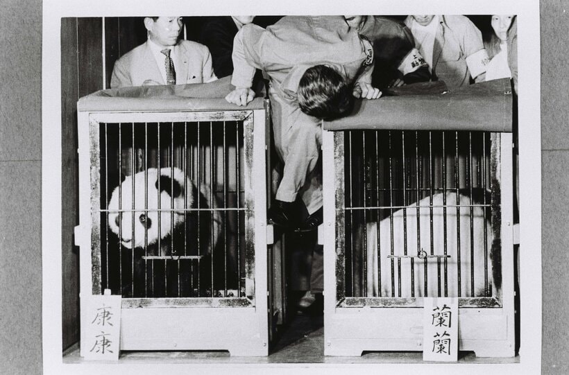 1972年10月28日午後6時50分、北京から5時間の空の旅で羽田空港についたオスのカンカン（康康、2歳）とメスのランラン（蘭蘭、3歳）。