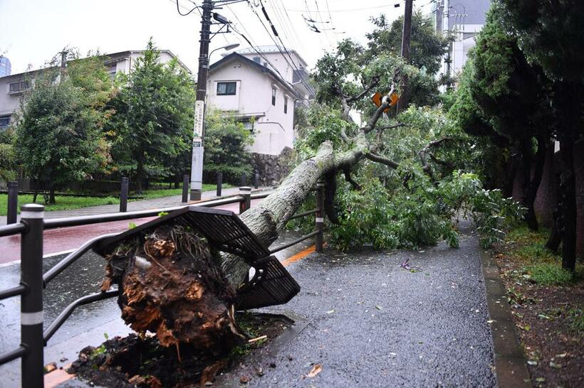 台風１５号の強風で倒れた街路樹＝東京都品川区（ｃ）朝日新聞社