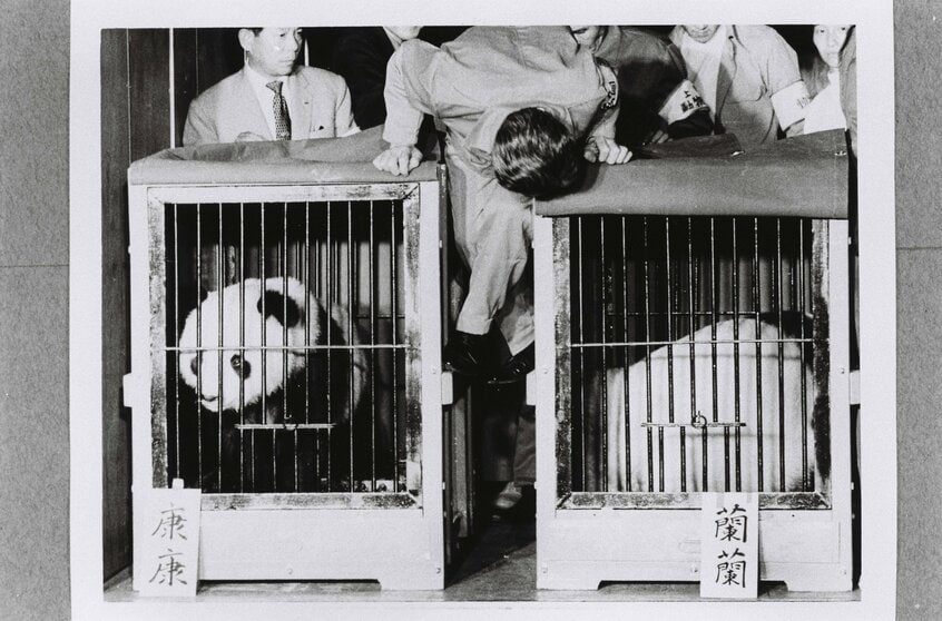 1972年10月28日午後6時50分、北京から5時間の空の旅で羽田空港についたオスのカンカン(康康、2歳)とメスのランラン(蘭蘭、3歳)。