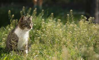 【沖昌之】梅雨入り前の美しいナズナの群生にたたずむ猫 ふと遠くを見て…