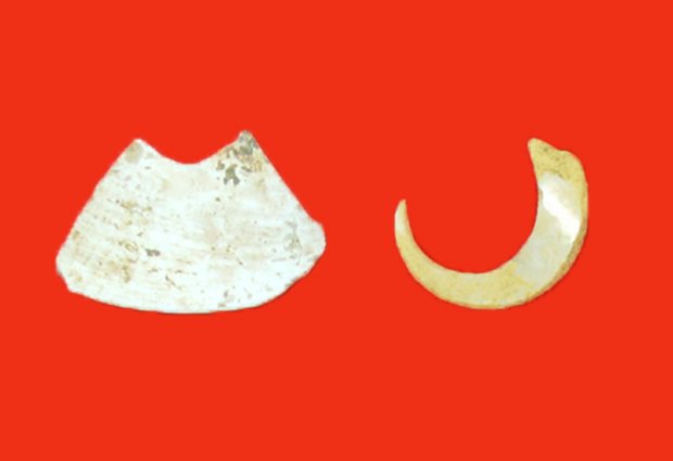 サキタリ洞（南城市）で発見された「貝器」。えぐりを入れた部分を刃にしたとみられる。右は釣り針　（ｃ）朝日新聞社
