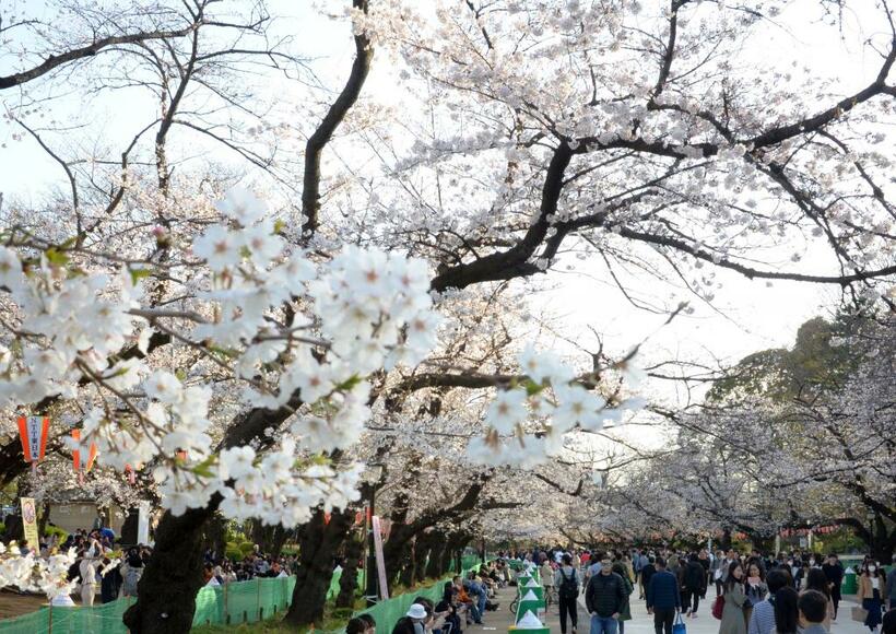 満開が近い上野恩賜公園の桜＝3月21日、撮影・多田敏男