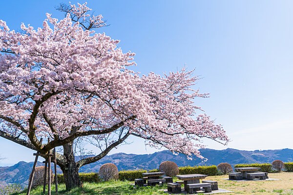 近隣の「美の山公園」は桜の名所として有名