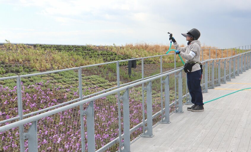 スカイウォークの周囲の草花に水をまくスタッフ。奥のほうの花は枯れていた