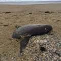 ヤリマンボウの死がつなぐハシブトガラスの生~海と陸の意外な繋がり~