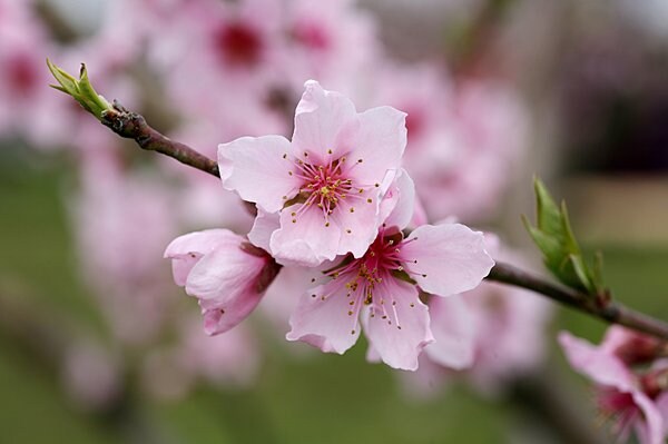 「桃」の花びらは先が少しとがっている。花と同時に葉が出る。