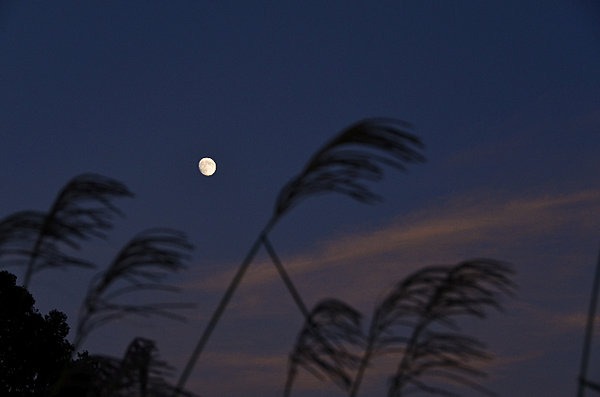 満月になることはない十三夜。かげある神秘の月を仰いで、人々は何を想う……