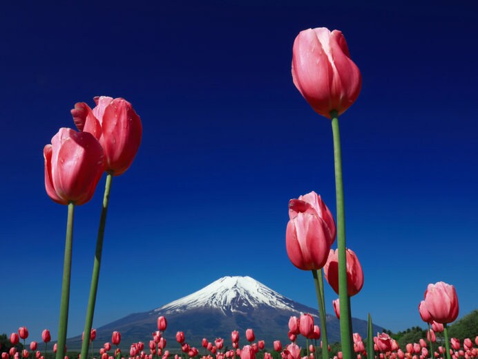 チューリップと富士山で「インスタ映え」が簡単に！