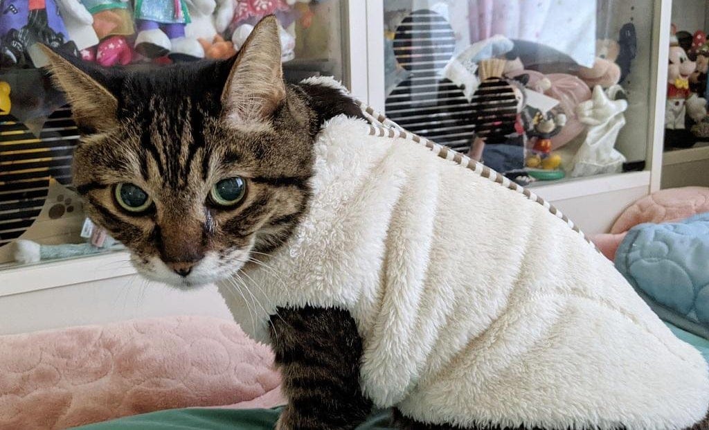 愛猫への治療はどこまで… 腎臓病でも命尽きるまで「生きよう」と