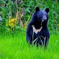 クマの第一撃は「顔面パンチ」で次に「噛む」の破壊力 救急医「『クマを殺すな』という人は実情を知って」