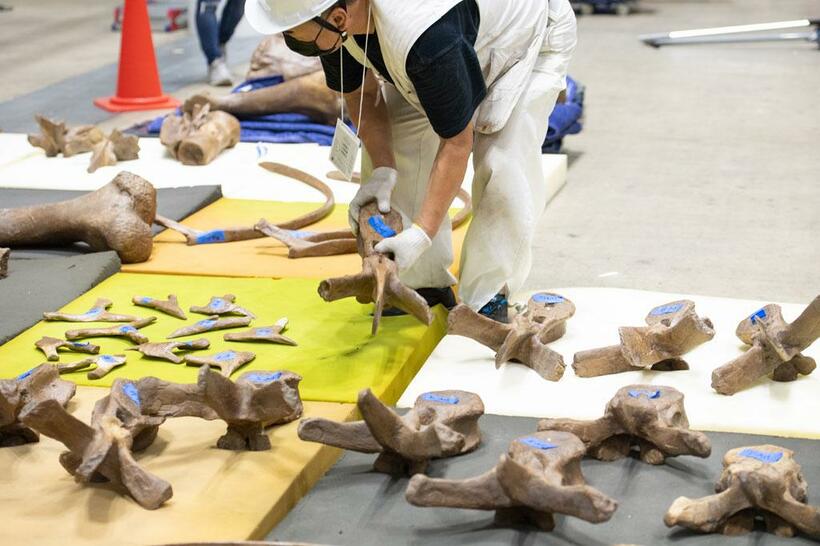 バラバラのパーツに分かれた化石を専門スタッフが慎重に並べていく。化石にはすべて番号が振られている（撮影／写真部・戸嶋日菜乃）