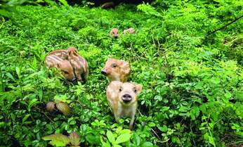 動物写真家が教える「身近な野生動物」の撮り方 被写体を引き立たせる背景に注目
