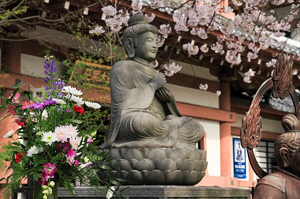 桜の木の下で…長谷寺(鎌倉)の花祭り