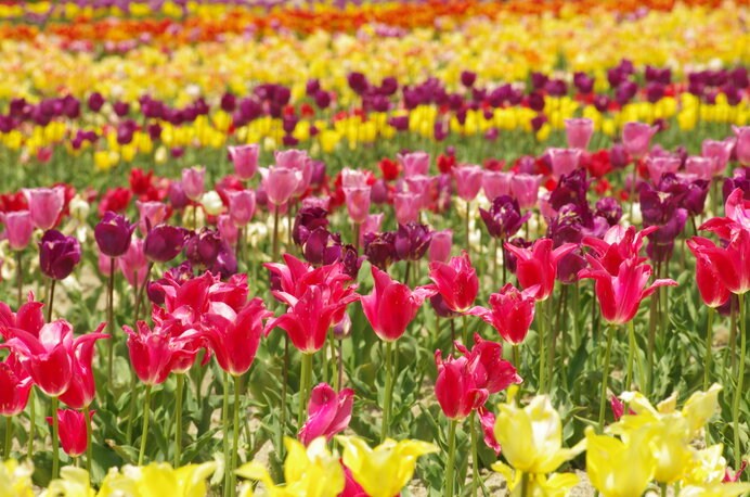 約120種13万本のチューリップが咲く「滋賀農業公園ブルーメの丘」