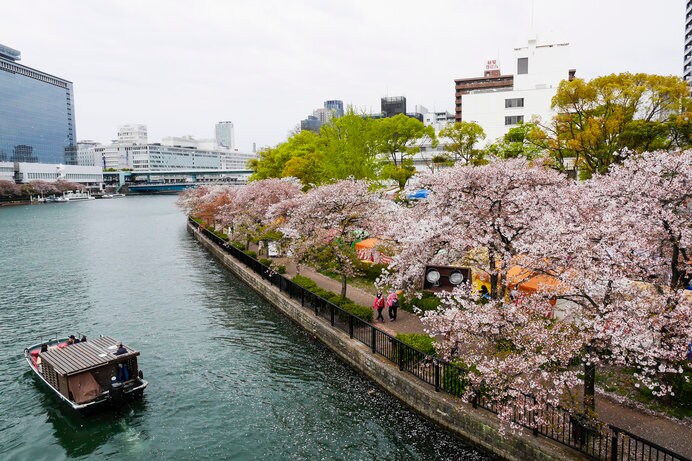 大阪の桜の名所で人気の「造幣局の桜の通り抜け」