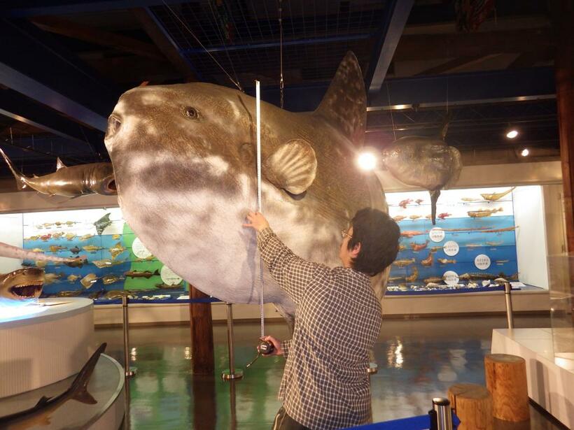 海とくらしの史料館所蔵の大型剥製標本「チョボリン」調査時の様子。奥にはマンボウの小型個体の剥製も見える。（C）澤井悦郎