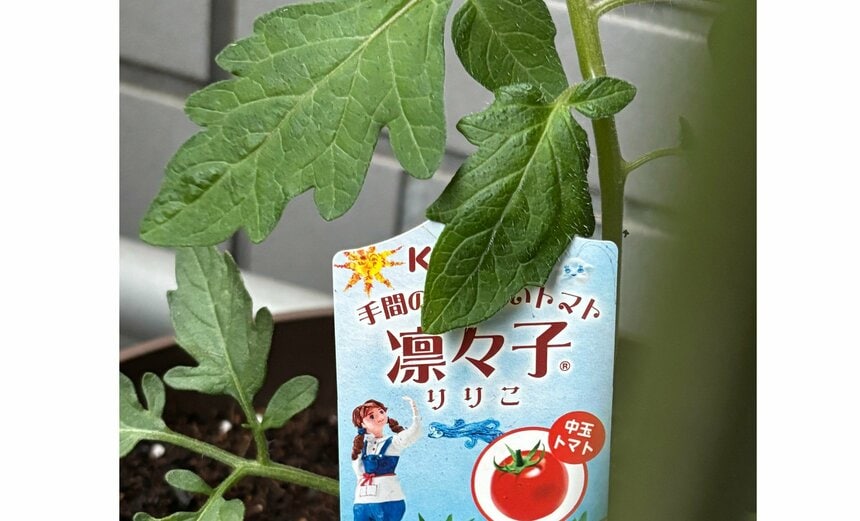 　　　　　　　　トマトを育て始めました
