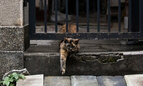 【沖昌之】ややや、“立入禁止”って書いてある「ごめんニャさい、いま出ます~」