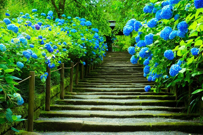 明月院のあじさい（神奈川県）