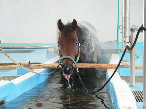 専用風呂につかる馬。しばしば寝てしまうこともあるという（ＪＲＡ競走馬総合研究所常磐支所提供）