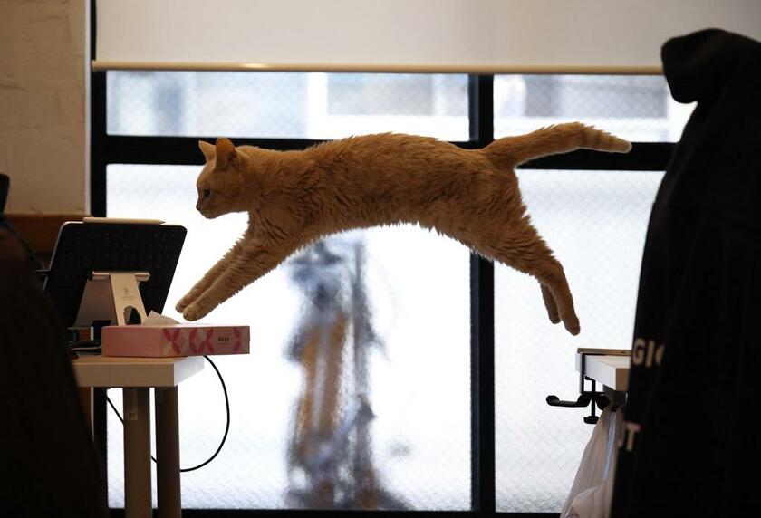 猫が自由に闊歩するqnoteのオフィス（撮影／写真映像部・松永卓也）