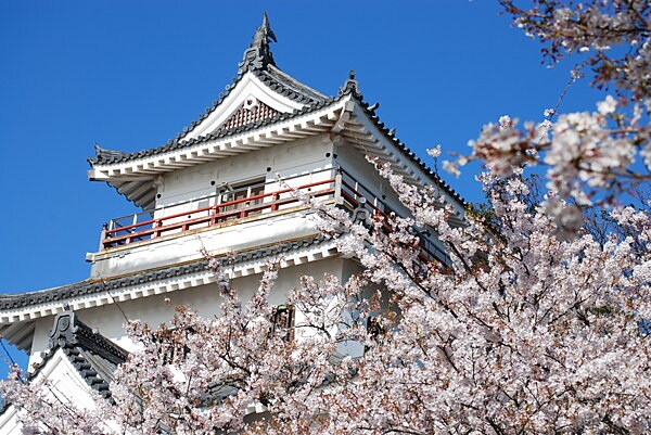 桜に彩られる唐津城（舞鶴公園）