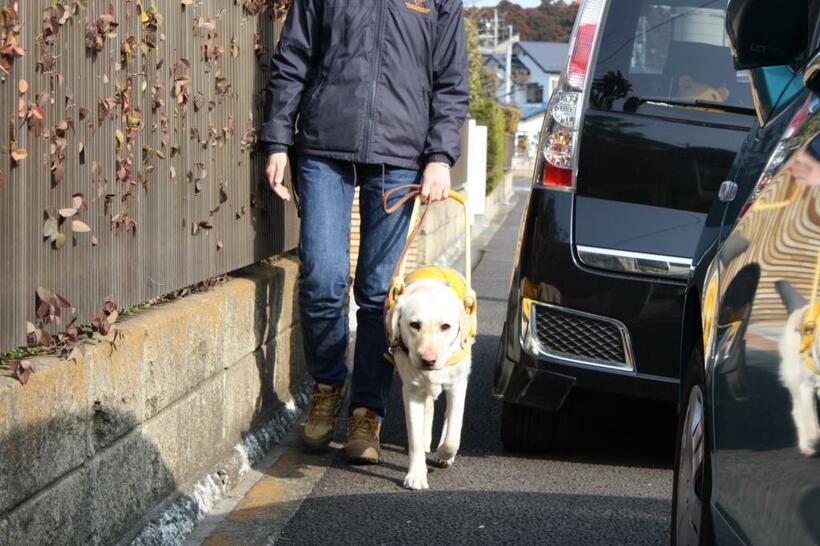 補助犬（盲導犬・介助犬・聴導犬）と共に社会で生きる（日本補助犬協会提供）