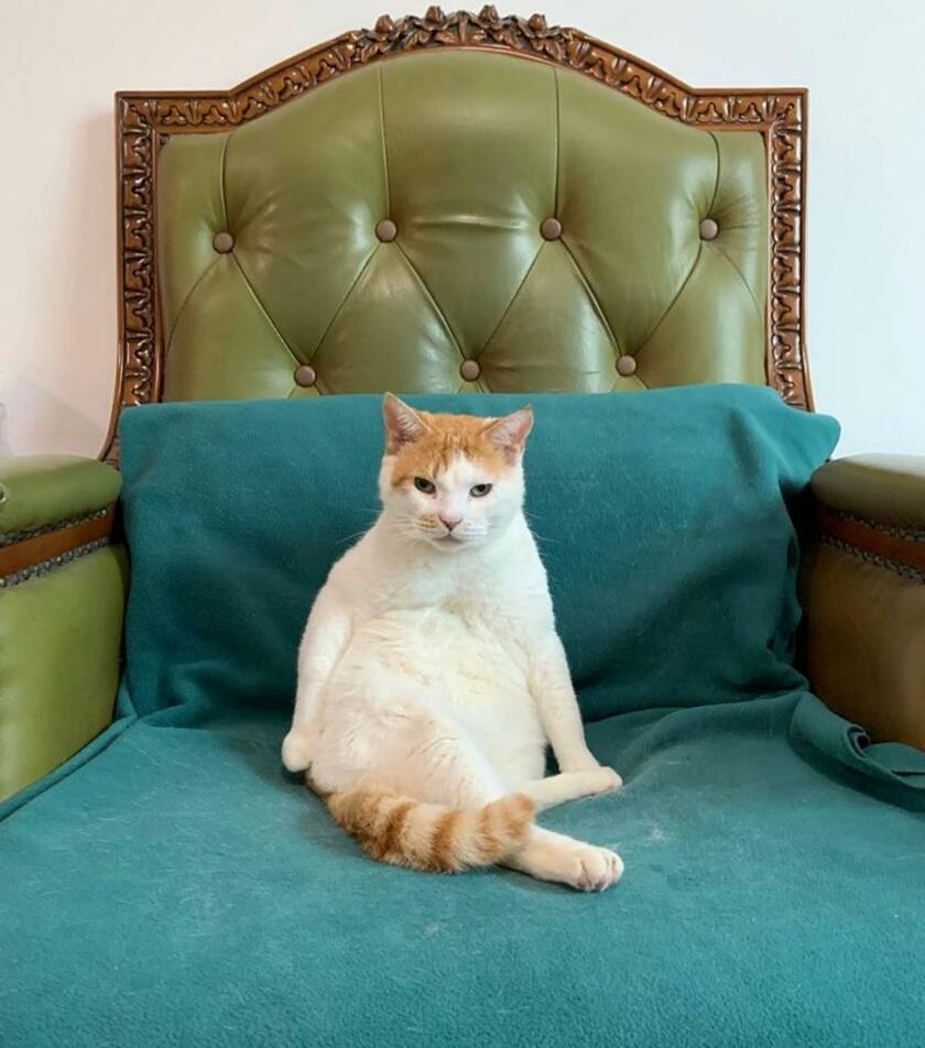 貫禄たっぷり。椅子に座る元ボス猫ニャジラ（提供）
