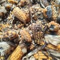 小林製薬問題 「プベルル酸」は本当に猛毒なのか 「アフラトキシン」の600倍? 研究者が厚労省発表を疑問視