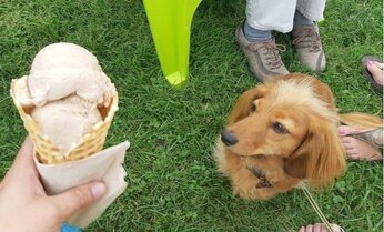 犬用アイス「ワンワン君」、お値段なんとガリガリ君の約6倍! 「猫用アイス」でなかった理由とは