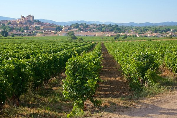 プロヴァンス地方に広がるワイン畑