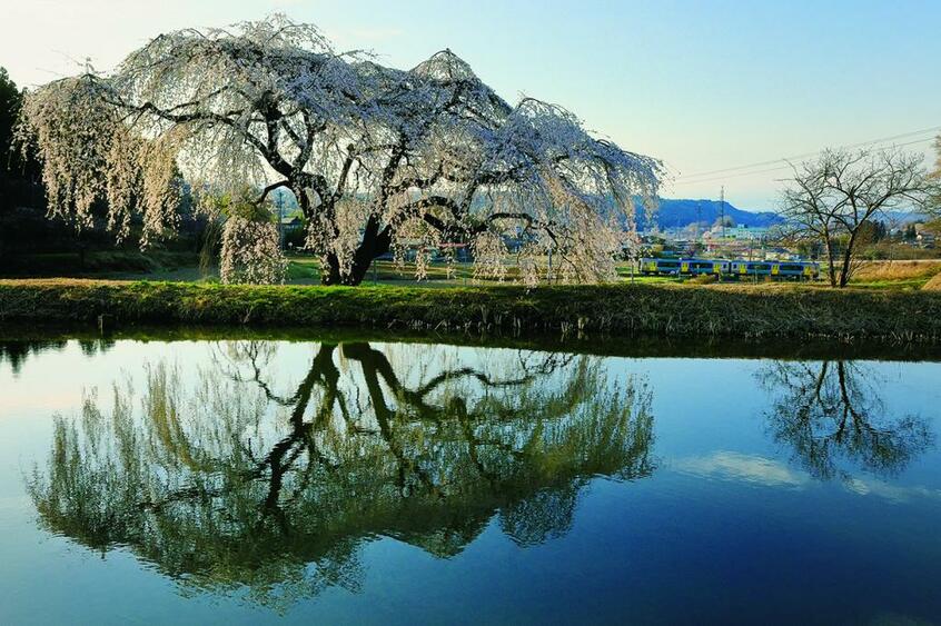 「花園のしだれ桜」の狙い目は水鏡なので、まずは天気予報で晴れと同時に風が弱い日をリサーチする必要がある。水鏡はほんの弱い風であっという間に壊れ、回復までは時間がかかるので、多少イライラするのは仕方ない。あとは水鏡になっているときに列車が通過するのを祈るのみだ。午後が順光で桜の色味はしっかり出るが、やはり早朝のドラマチックなシーンを狙いたい。水郡線(磐城棚倉-磐城浅川)■キヤノンEOS 5D MarkIV・EF24~105ミリ
