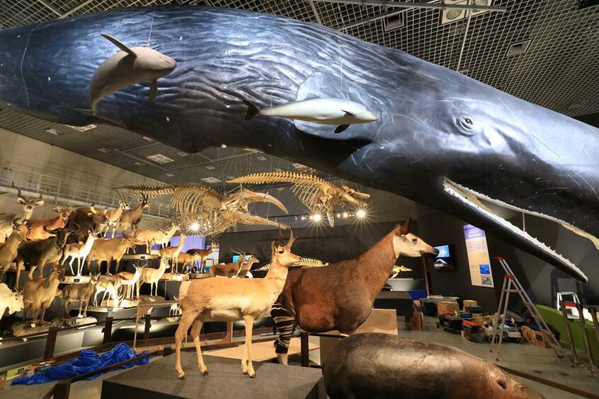 設営中の科博展示会場中央部。海の中で遭遇したかのようにマッコウクジラを見上げることができる。このエリアには約200種類の哺乳類の剥製標本が一堂に会する【3月19日、国立科学博物館/東京・上野】 (撮影/写真部・松永卓也)