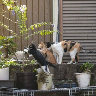 【沖昌之】好奇心旺盛な兄弟猫「急げ急げ!“アレ”のお祝いに駆けつけるぞ!」