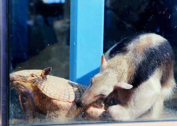 ミナミコアリクイ＆ムツオビアルマジロひたすらアルマジロをなめるアリクイ。その理由は飼育員さんにもわからない（サンシャイン水族館　東京都豊島区東池袋３―１）（撮影／写真部・松永卓也）
<br />