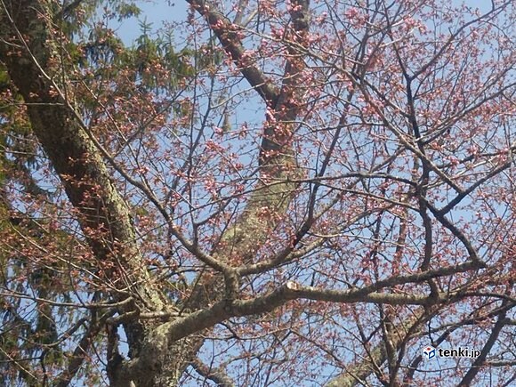 二十間道路の桜　（2017年5月2日）　撮影：日本気象協会北海道支社　田嶌恵